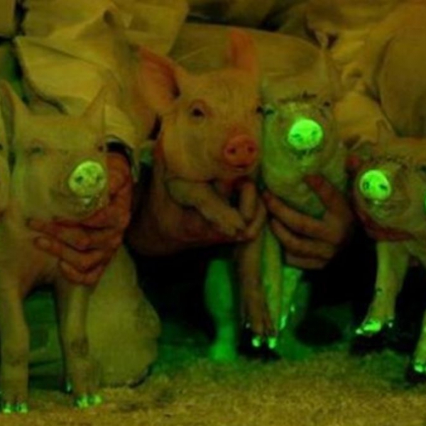 Fluorescent Pigs